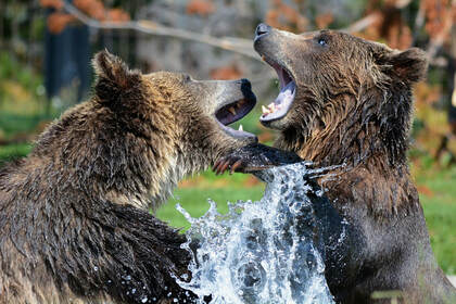 Two angry grizzly bears fighting