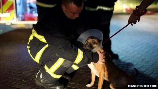 Fireman comforting a dog