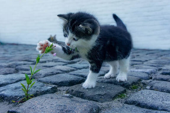 An incredibly cute kitten is standing in front of a flower on a cobbled street, reaching out a paw to touch and examine the flower