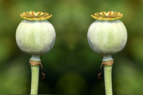 Two identical poppy heads on stalks that are yet to flower